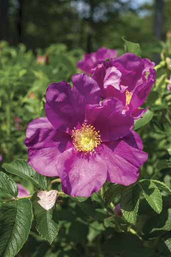 バラ苗切りバラ苗　P♡r♡dise beach Rose Beach Rose (Rosa rugosa) — Cascadia Edible Plant Nursery Cooperative